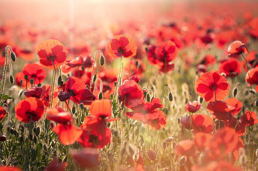 coquelicot