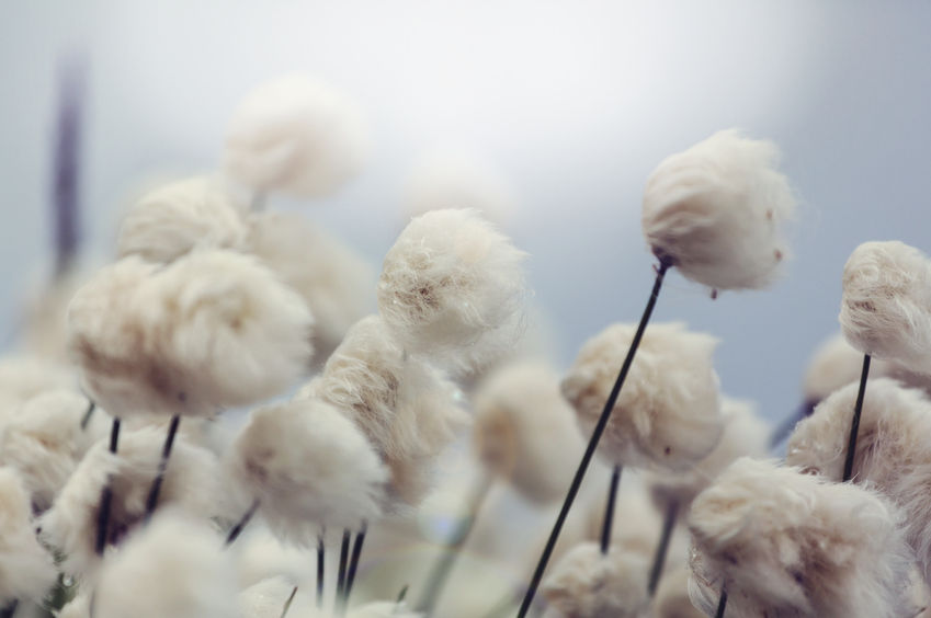 Fibres végétales vêtements vegan
