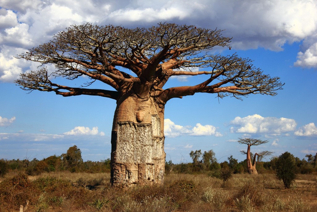 Huile de baobab  est ses bienfaits L6MAG